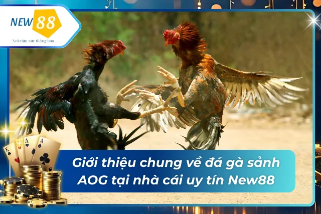 Giới thiệu về sảnh đá gà AOG tại nhà cái uy tín New88